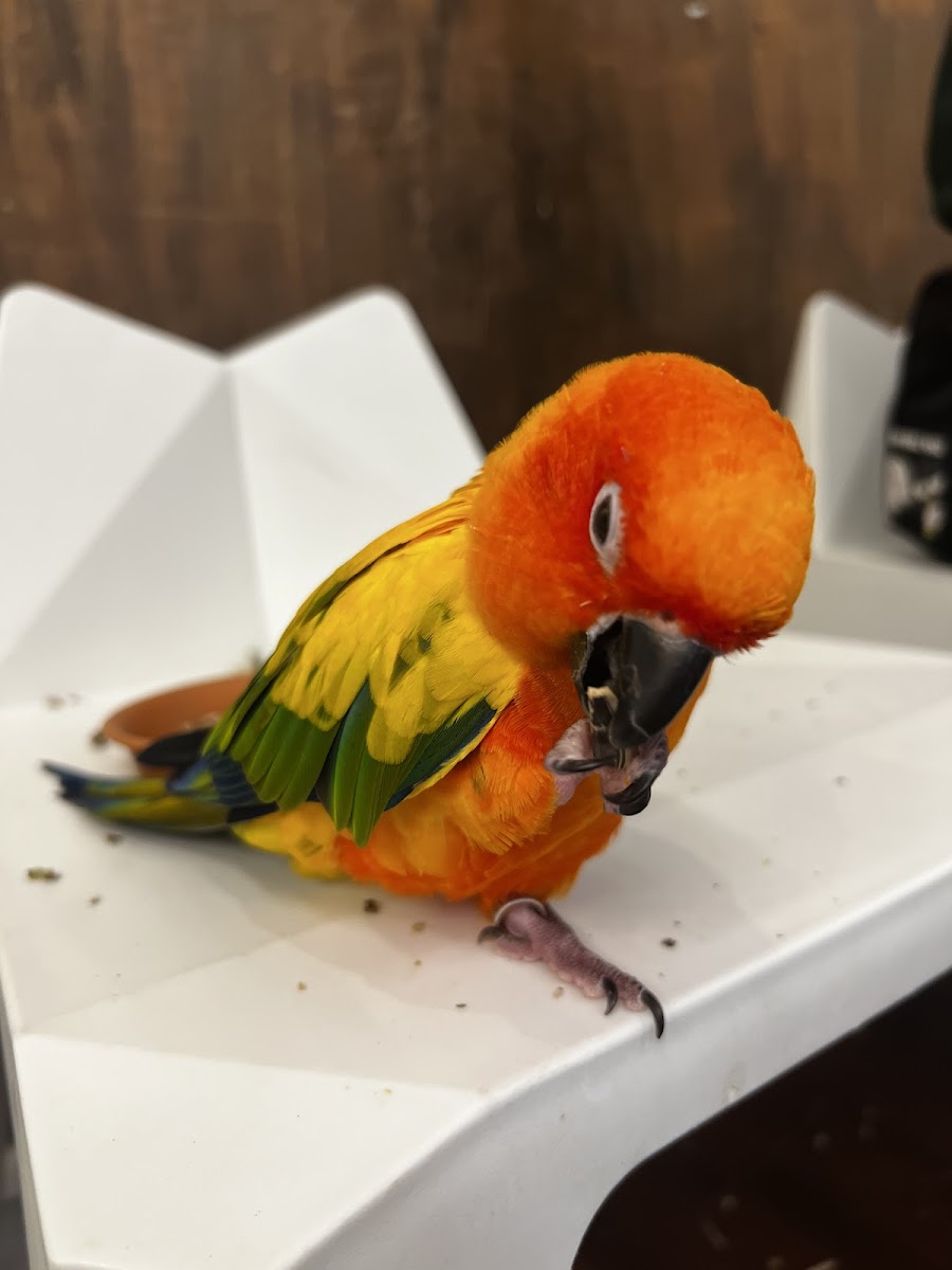 Happy Bird's Day - Photo 3