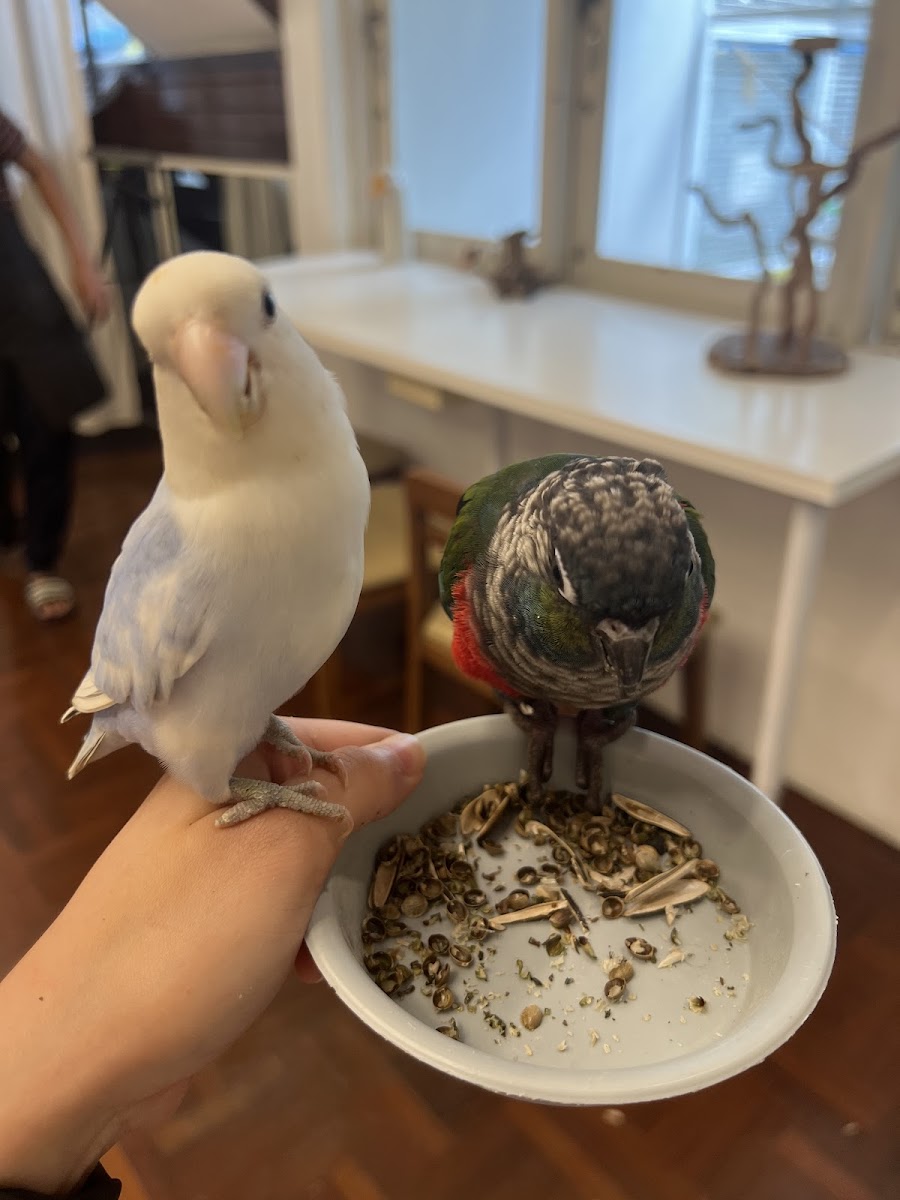 Happy Bird's Day - Photo 7