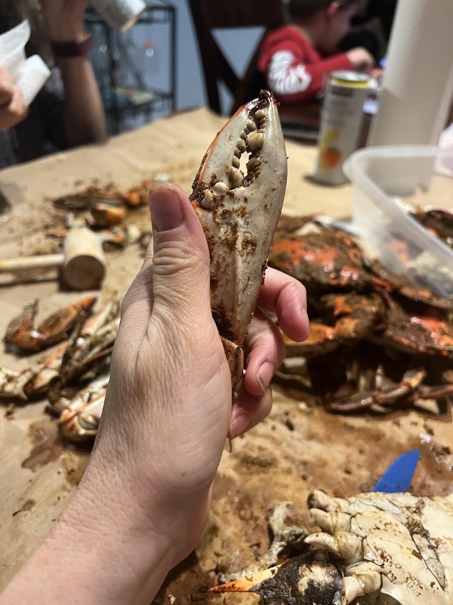 Captain Dick's Crabs - Photo 9