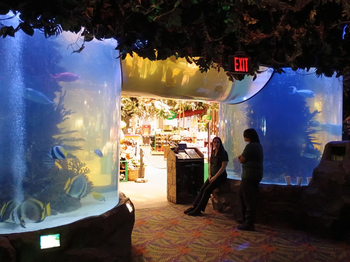 Rainforest Cafe - Photo 6