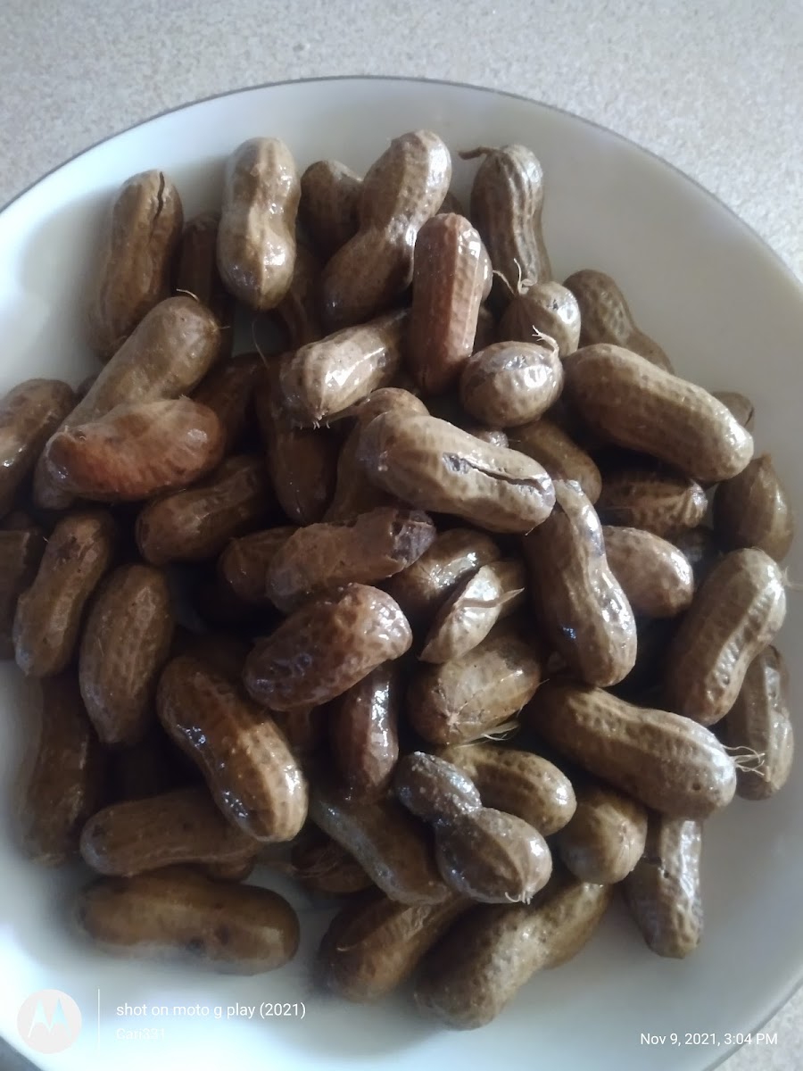 Boiled Peanut Man - Photo 5