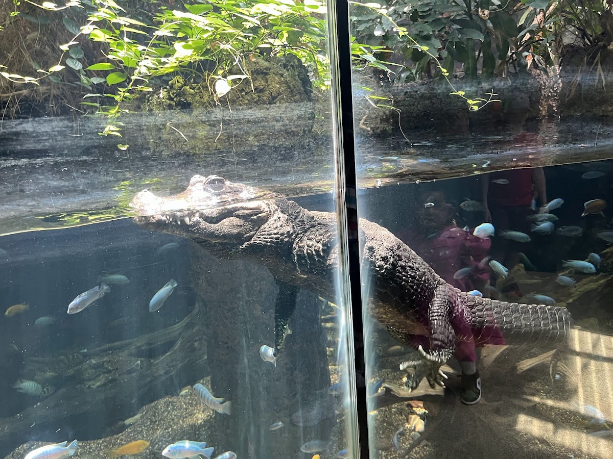 Crocodile Café - Photo 2