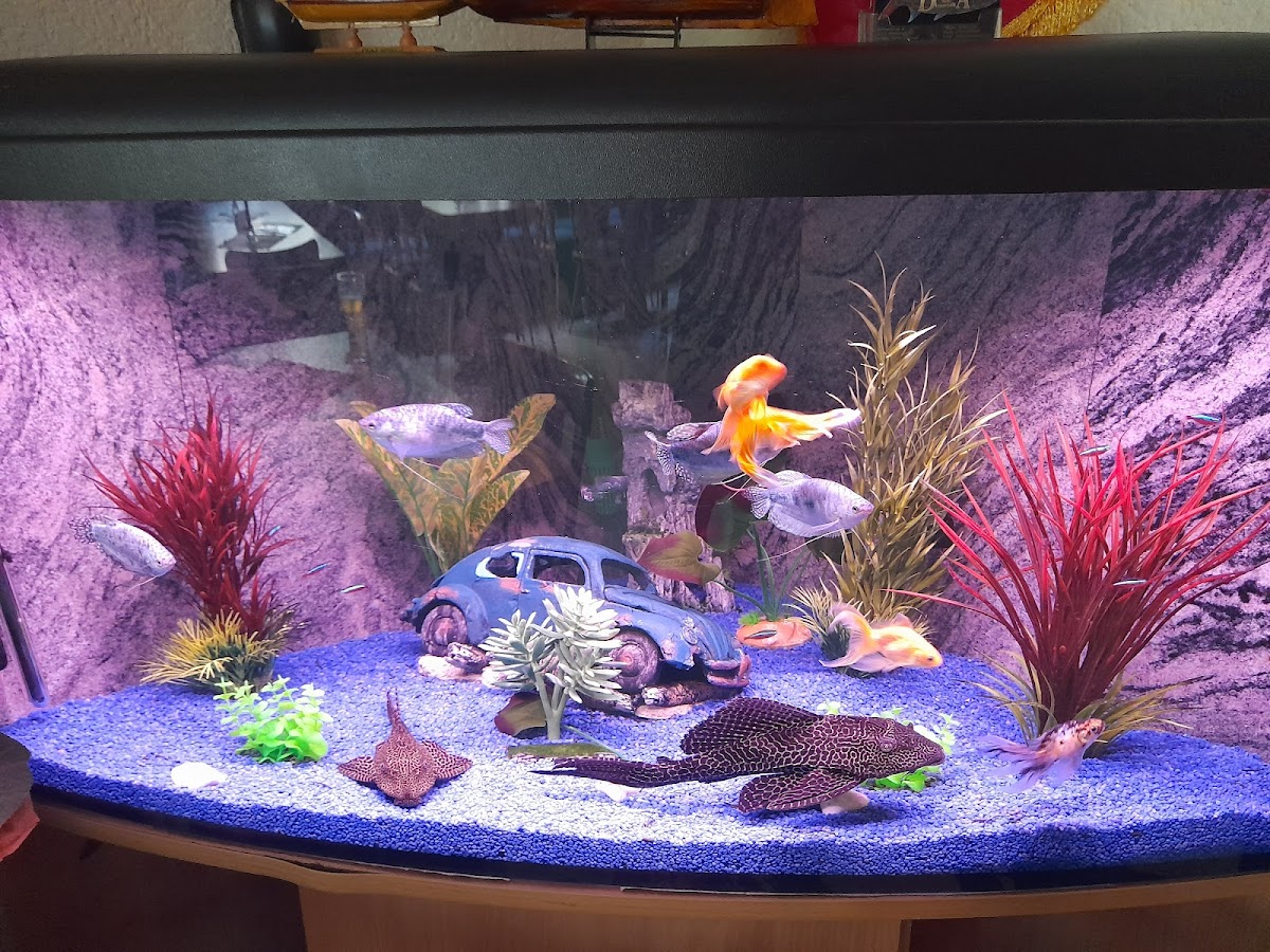 Ristorante-Pizzeria Lindenkrug - Photo 9
