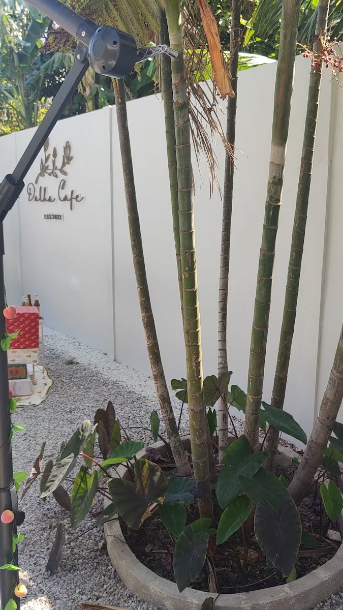 Dalha Cafe Ayutthaya - Photo 1