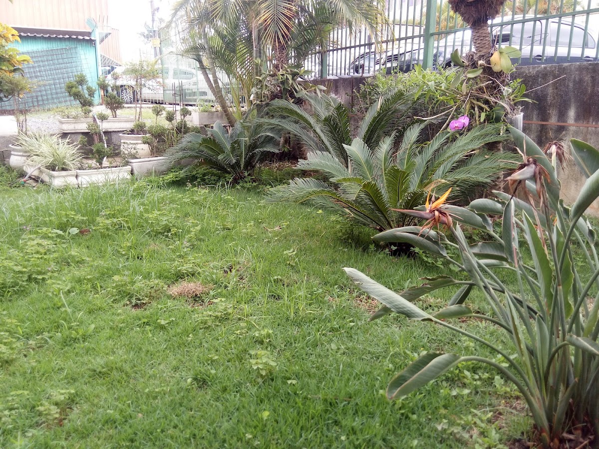 Nutri Nipo Refeições - Photo 3
