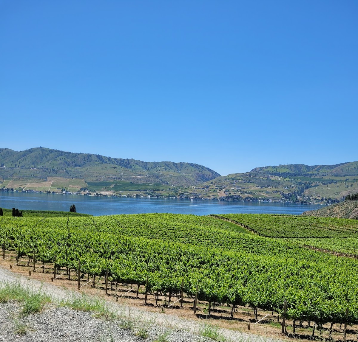 CAFE MYTH @ Benson Vineyards - Photo 2