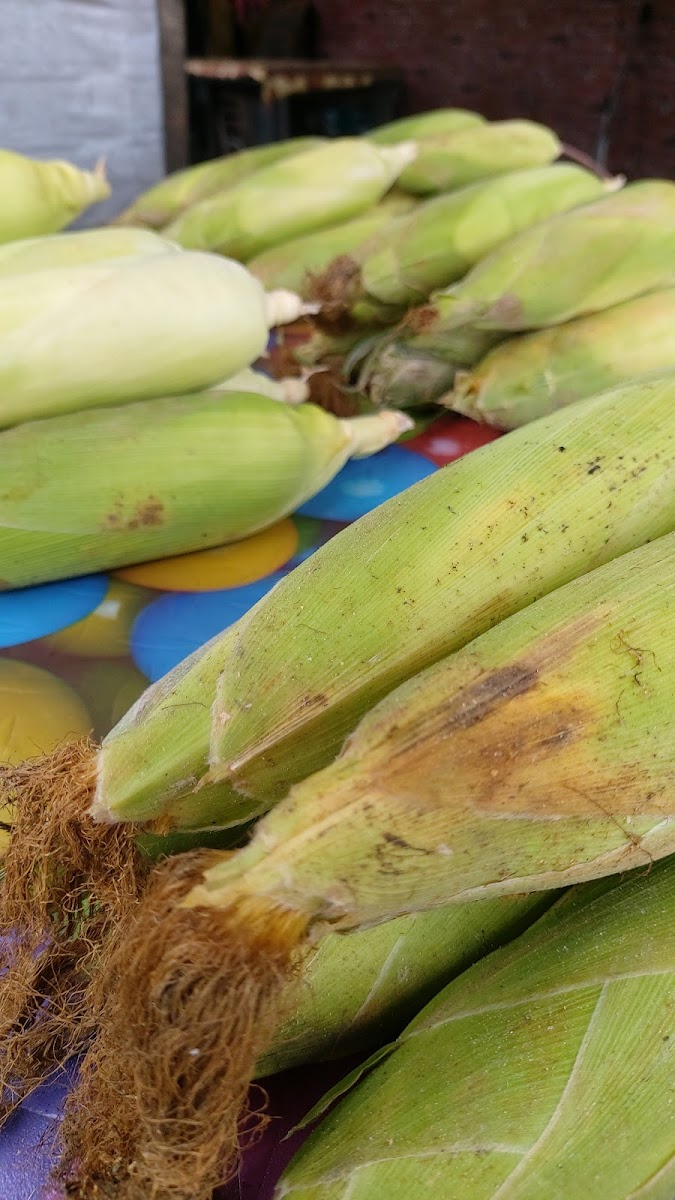 Dang Jagung Corner - Photo 4