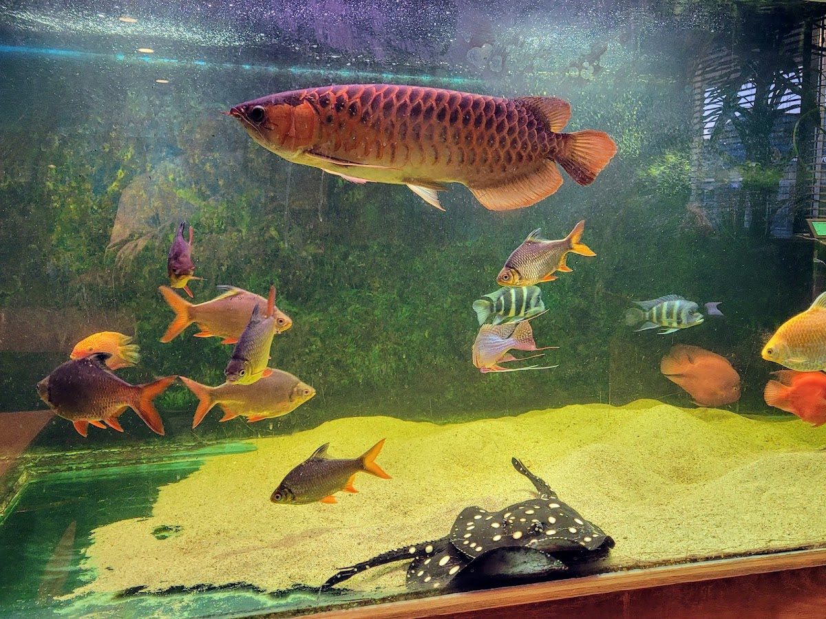 Bright Pearl Restaurant - Photo 3