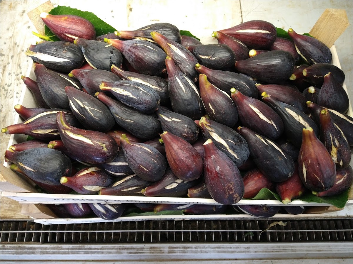 Pronto Cuoci dall'Ortolano 2.0. - Photo 3