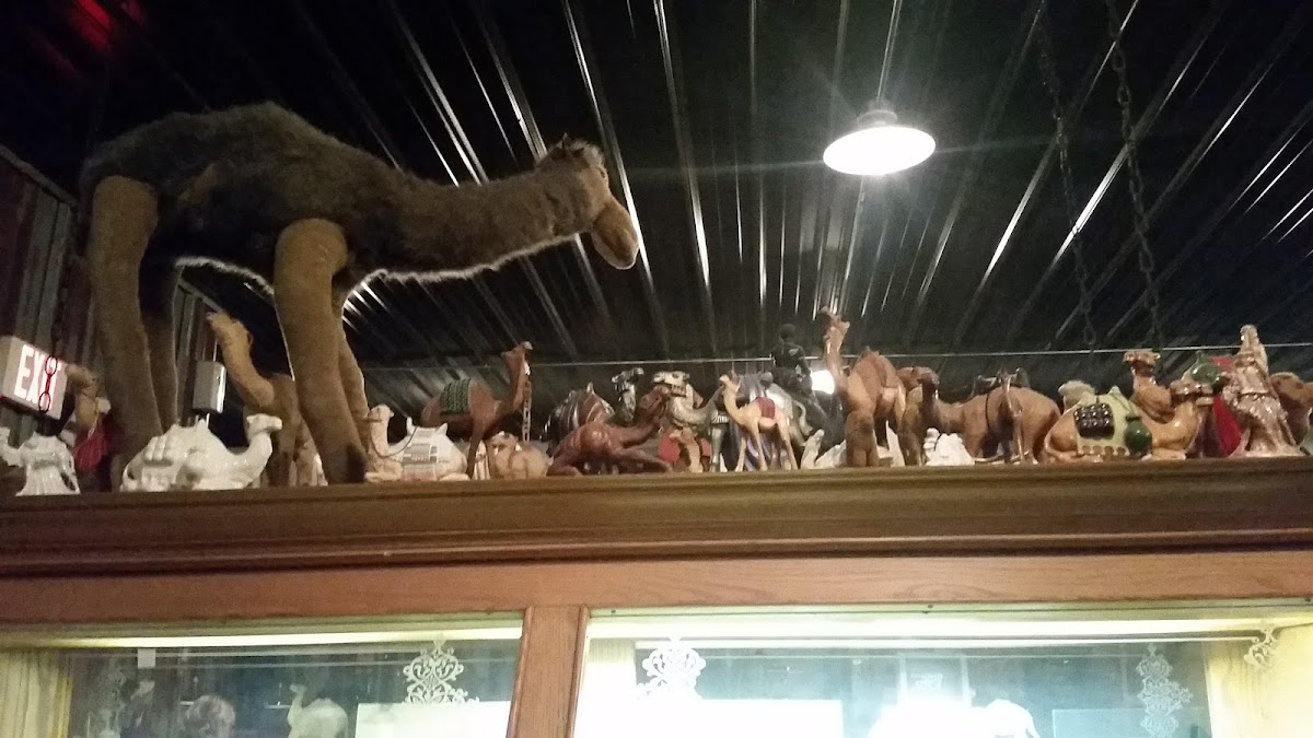 Thirsty Camel Supper Club - Photo 3