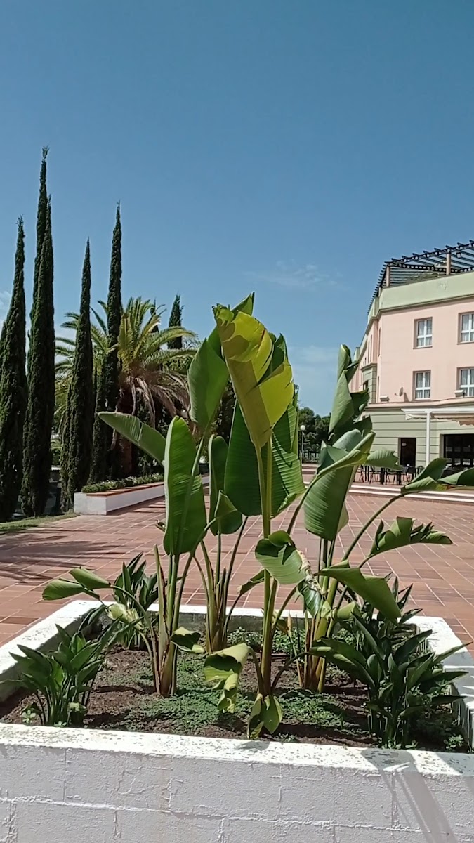 Restaurante Red Lion Banus - Photo 1
