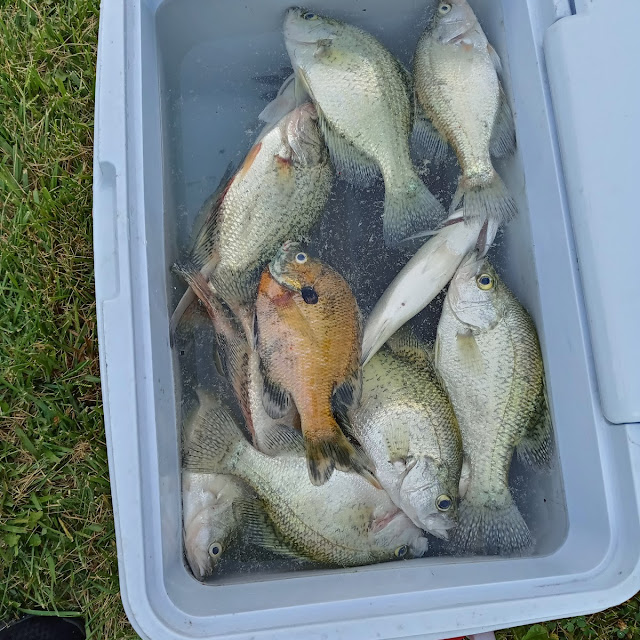 Fish