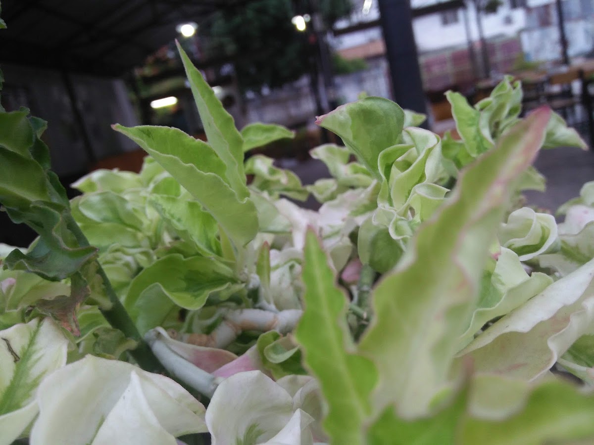 Wayang Cafe & Kuliner - Photo 6