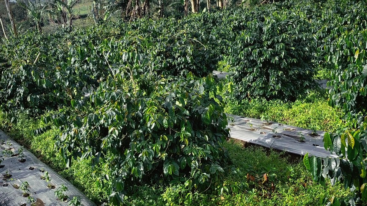Pabrik Kopi SJM Garut - Photo 2