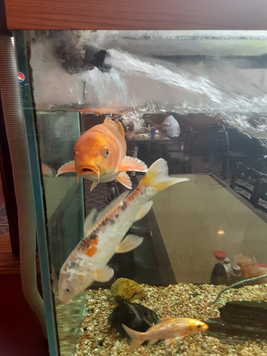 China Garden Buffet - Photo 6