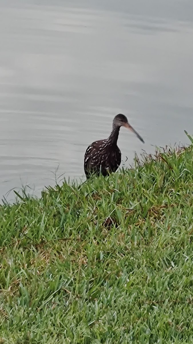 Big Cypress Grill Restaurant & Tavern - Photo 5