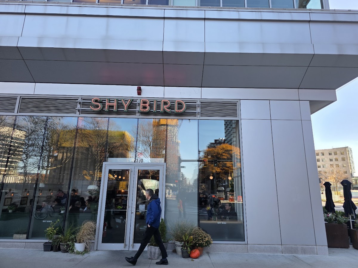 Shy Bird - Kendall Square