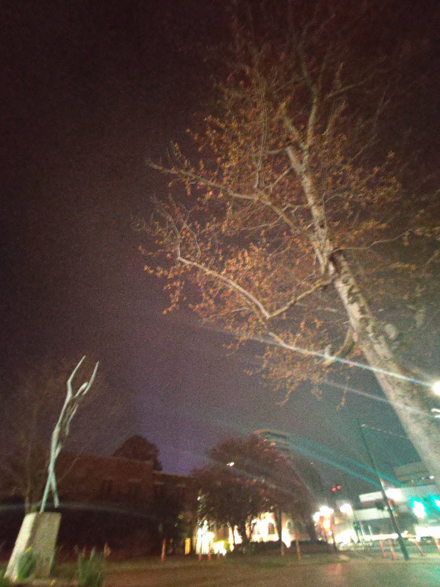 Flat Iron - Photo 6
