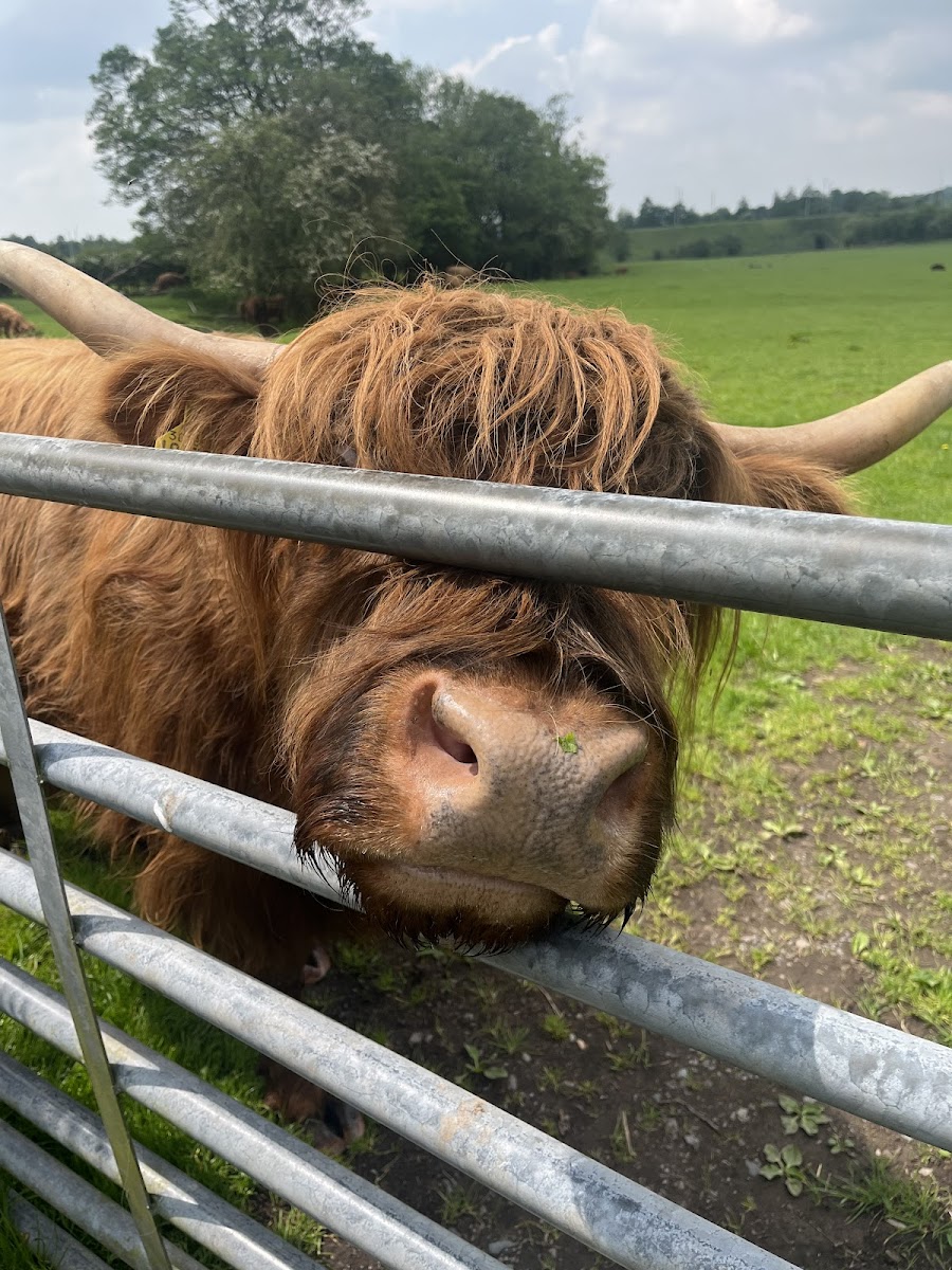 Lizzie’s Farm - Photo 3