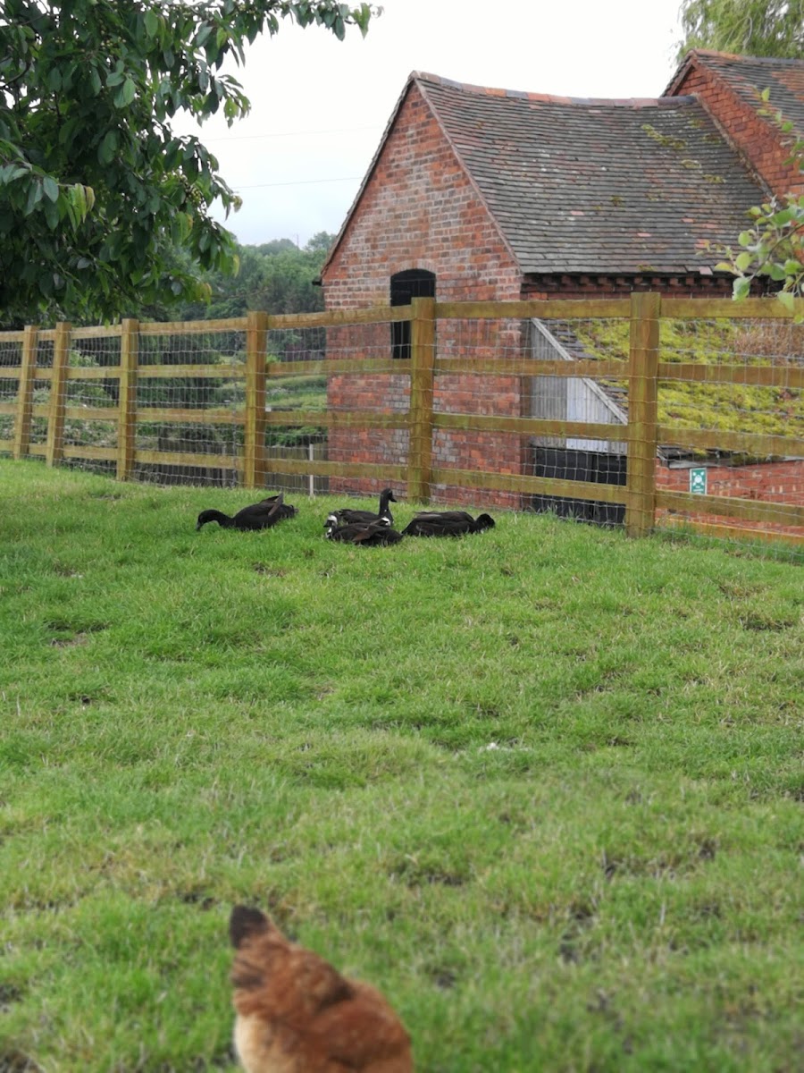 Lizzie’s Farm - Photo 4