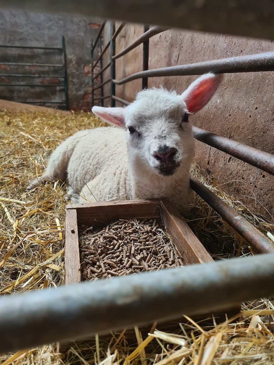 Lizzie’s Farm - Photo 5
