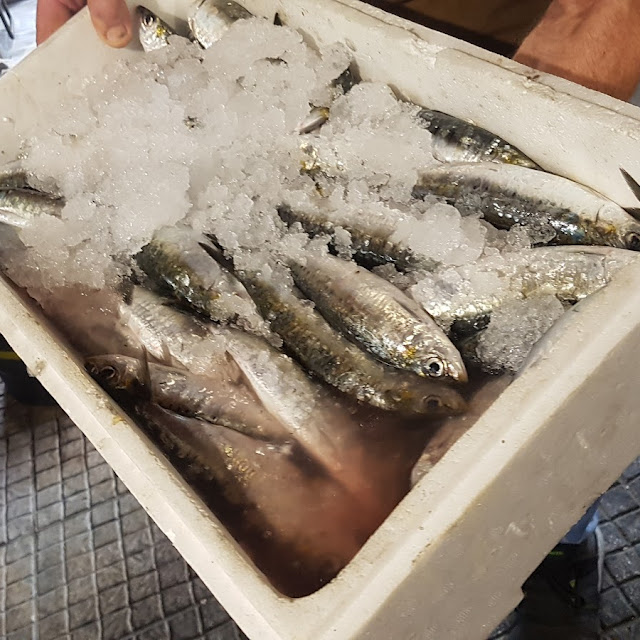 Sardines