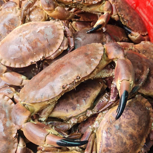 Crab