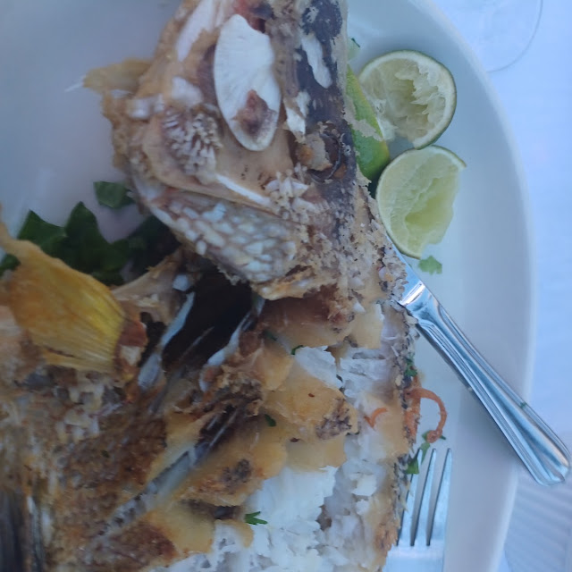 Hog Snapper