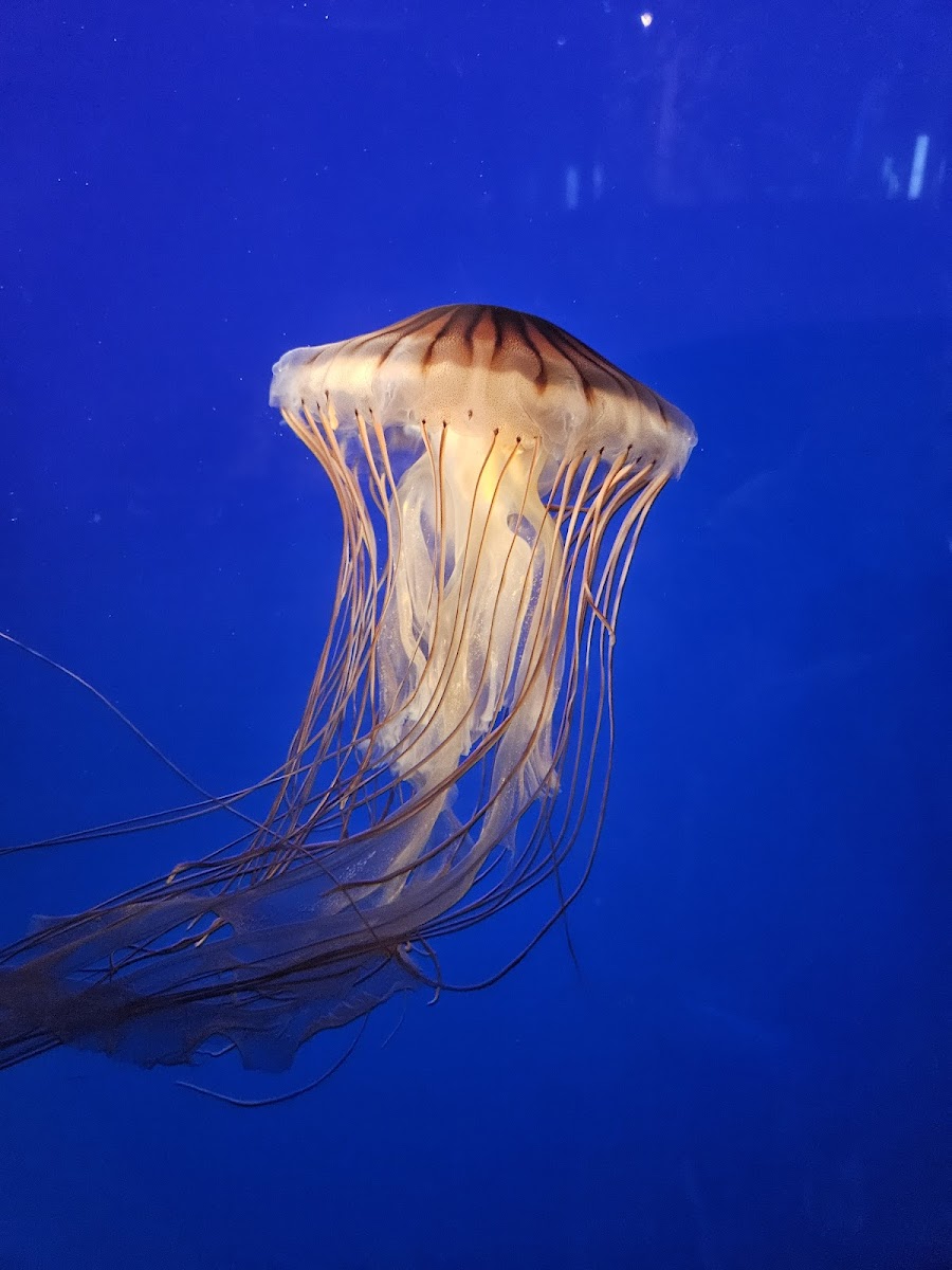 Vancouver Aquarium Café - Photo 2