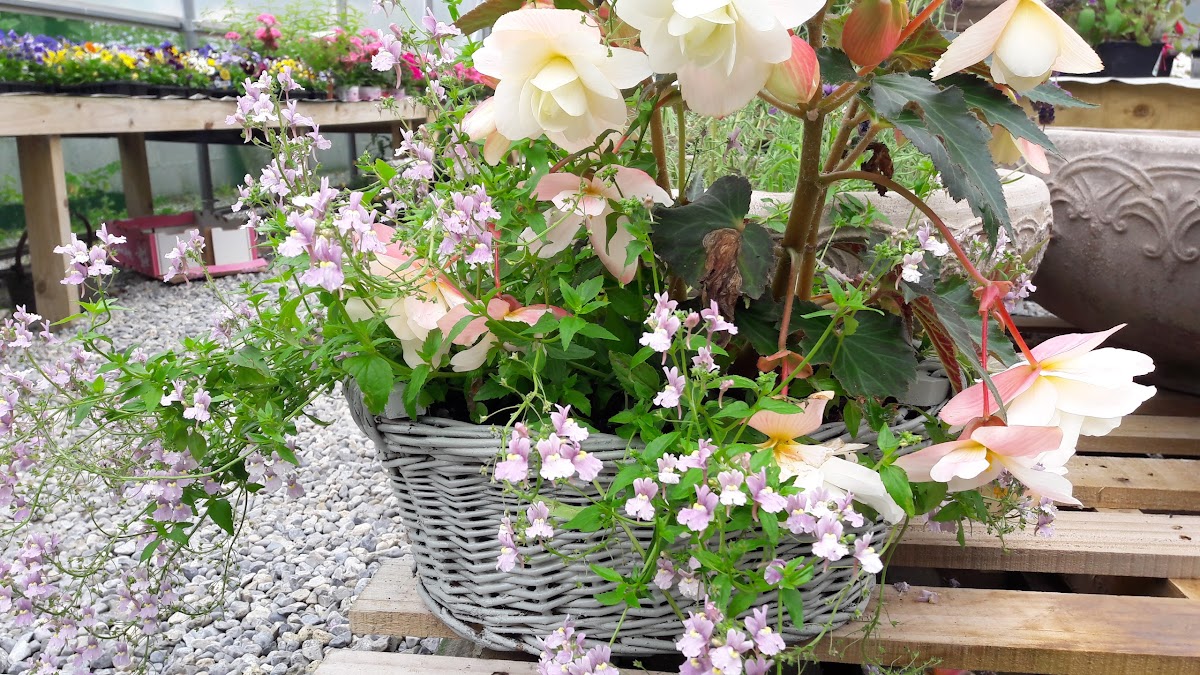Woodfield Cafe and Garden Centre - Photo 9