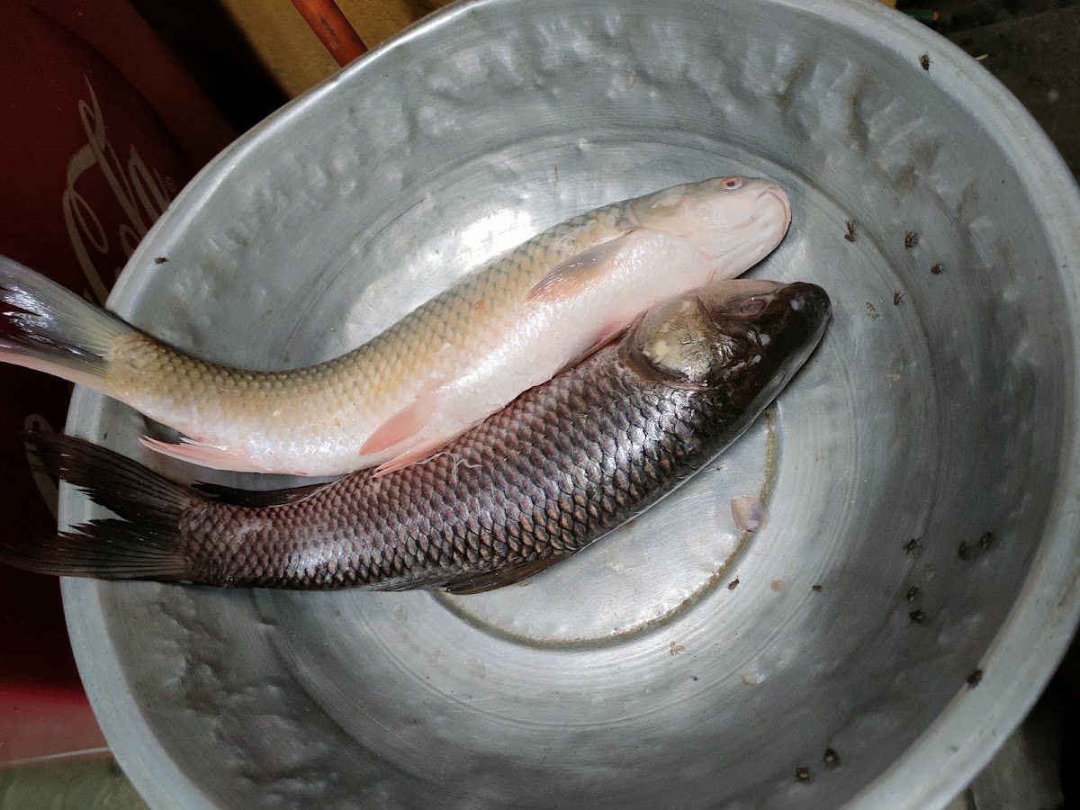 Shaukat Fish & Chicken Point - Photo 1