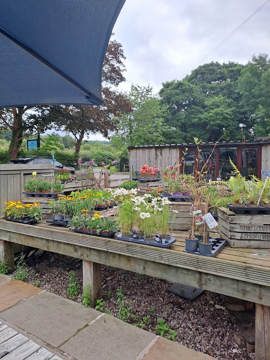 The Bird Cafe - Photo 4