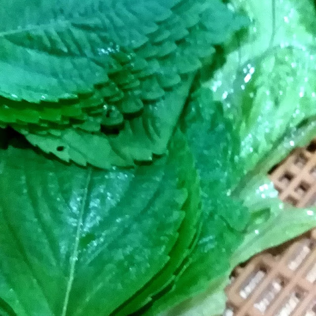Sesame Wraps