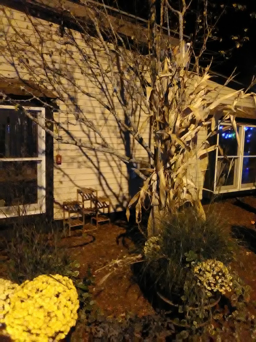 Pizza Factory Amesbury - Photo 4