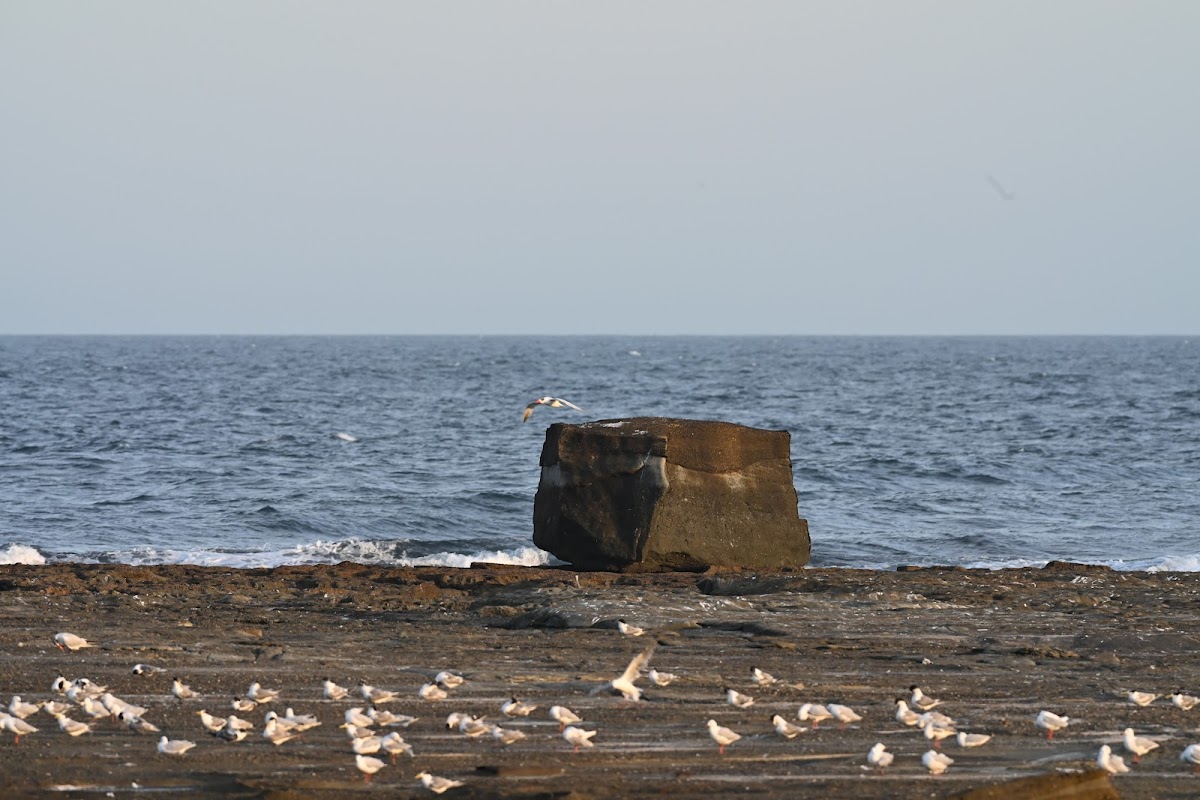 Surfside Snax - Photo 7