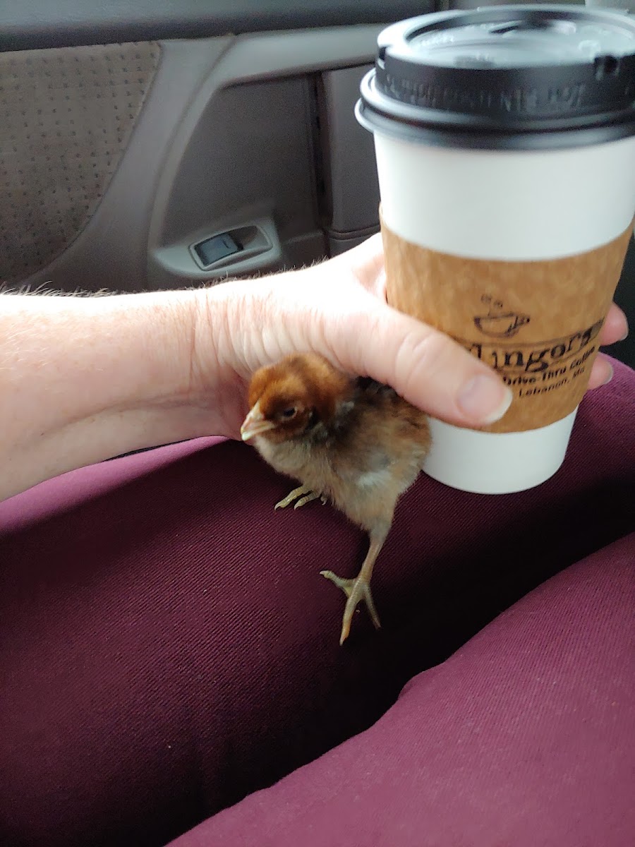 Mudslingers Drive-Thru Coffee. Lebanon - Photo 4