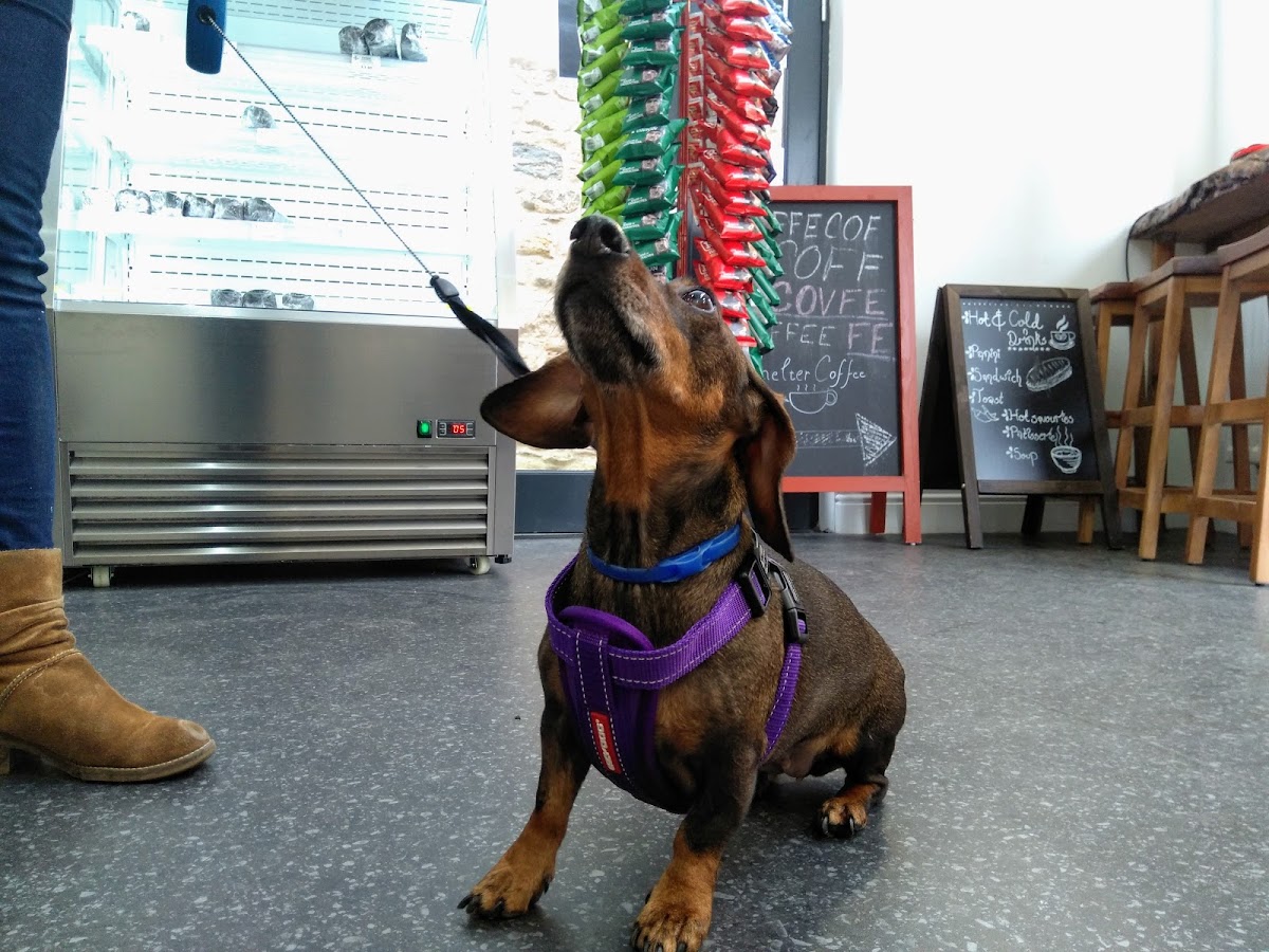Shelter Coffee - Photo 4