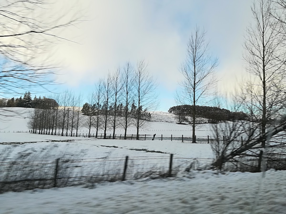 Scots Pine Restaurant - Photo 9