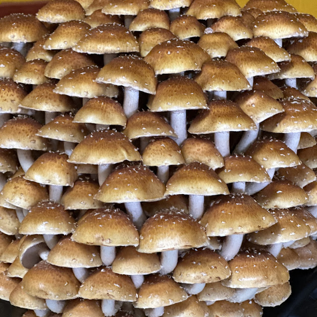 Mushroom