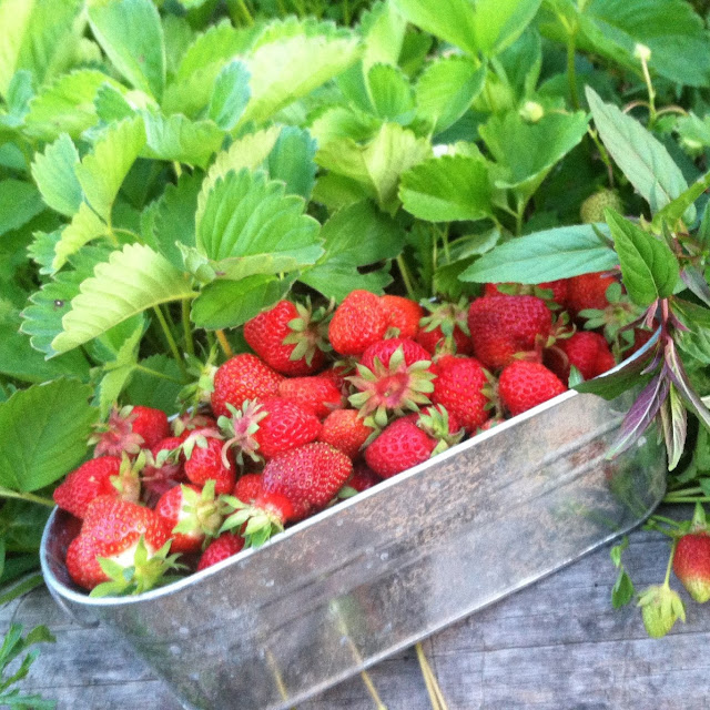 Strawberry