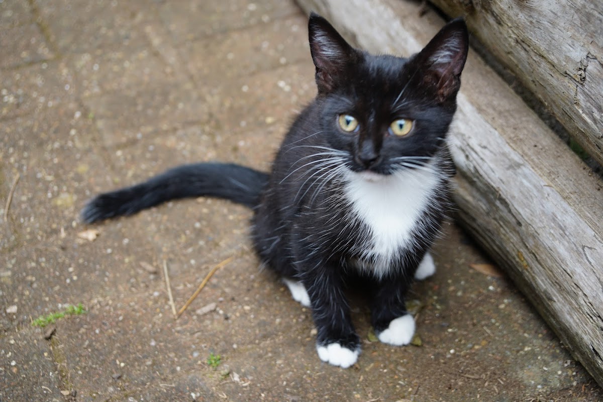Cool For Cats - Photo 1
