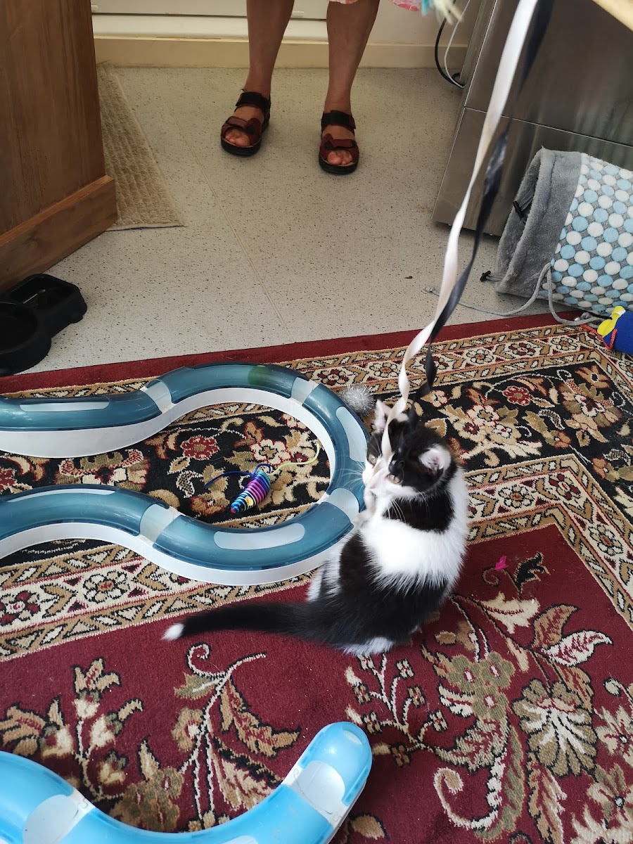 Cool For Cats - Photo 4