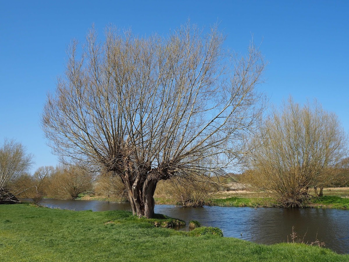 National Trust Tea Room, Flatford - Photo 4