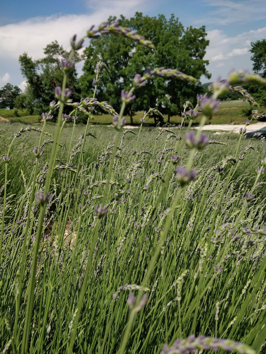Lavender Falls Farm - Photo 6