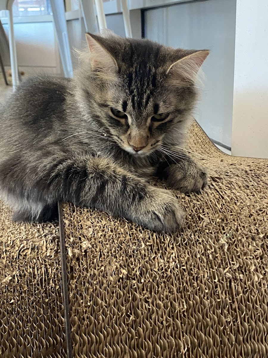 Purrology Cat Cafe - Photo 1