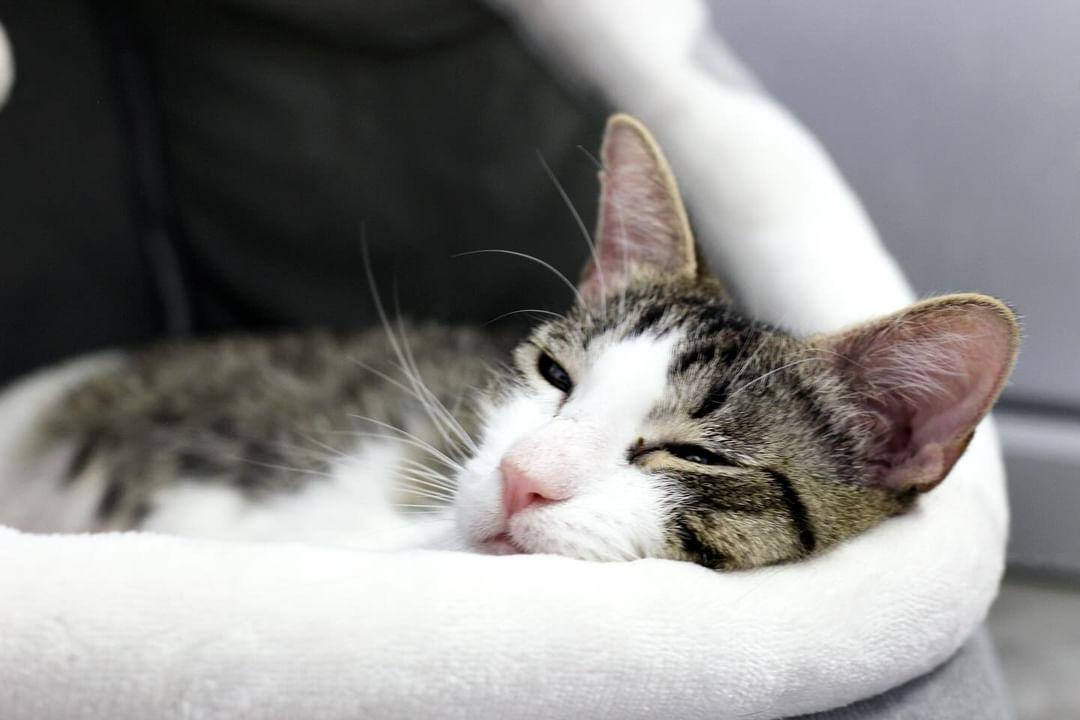 Purrology Cat Cafe - Photo 2
