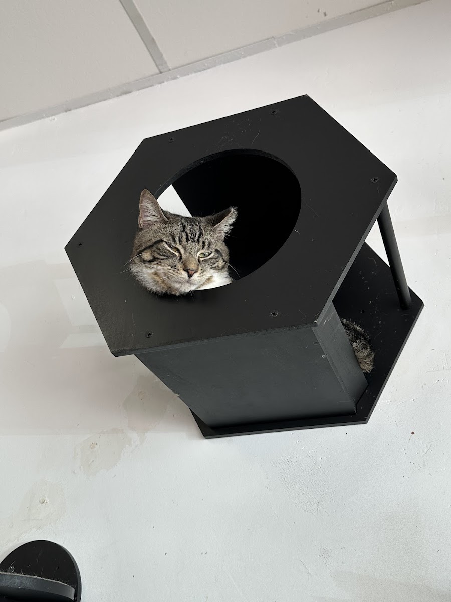Purrology Cat Cafe - Photo 3
