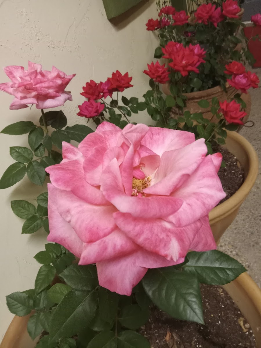 Yellow Rose Cafe - Photo 2
