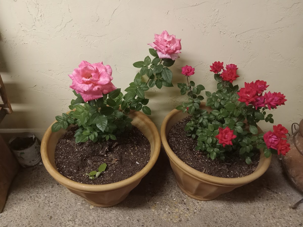 Yellow Rose Cafe - Photo 4