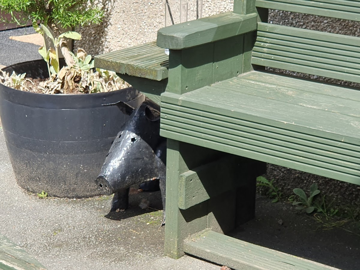 The Black Pig - Photo 5